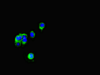 FSTL1 Antibody - Immunofluorescent analysis of HeLa cells diluted at 1:100 and Alexa Fluor 488-congugated AffiniPure Goat Anti-Rabbit IgG(H+L)