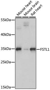 FSTL1 Antibody - Western blot analysis of extracts of various cell lines using FSTL1 Polyclonal Antibody at dilution of 1:1000.