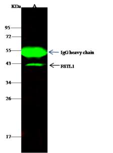 FSTL1 Antibody - rat FSTL1 was immunoprecipitated using: Lane A: 0.5 mg Hela Whole Cell Lysate. 4 uL anti-rat FSTL1 rabbit polyclonal antibody and 15 ul of 50% Protein G agarose. Primary antibody: Anti-rat FSTL1 rabbit polyclonal antibody, at 1:100 dilution. Secondary antibody: Dylight 800-labeled antibody to rabbit IgG (H+L), at 1:5000 dilution. Developed using the odssey technique. Performed under reducing conditions. Predicted band size: 35 kDa. Observed band size: 41 kDa.