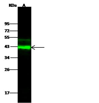 FSTL1 Antibody - Anti-FSTL1- rabbit polyclonal antibody at 1:500 dilution. Lane A: HeLa Whole Cell Lysate. Lysates/proteins at 30 ug per lane. Secondary: Goat Anti-Rabbit IgG H&L (Dylight 800) at 1/10000 dilution. Developed using the Odyssey technique. Performed under reducing conditions. Predicted band size: 35 kDa. Observed band size: 41 kDa. (We are unsure as to the identity of these extra bands.)
