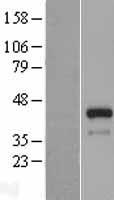 FSTL1 Protein - Western validation with an anti-DDK antibody * L: Control HEK293 lysate R: Over-expression lysate