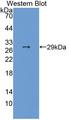 FSTL3 / FLRG Antibody - Western blot of FSTL3 / FLRG antibody.