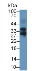 FSTL3 / FLRG Antibody - Western Blot; Sample: Mouse Lung lysate; Primary Ab: 1µg/ml Rabbit Anti-Mouse FSTL3 Antibody Second Ab: 0.2µg/mL HRP-Linked Caprine Anti-Rabbit IgG Polyclonal Antibody