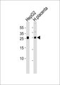 FSTL3 / FLRG Antibody - Western blot of lysates from HepG2 cell line and human placenta tissue (from left to right), using Anti-FSTL3 antibody (bs-16188R). bs-16188R was diluted at 1:1000 at each lane. A goat anti-rabbit IgG H&L (HRP) at 1:10000 dilution was used as the secondary antibody.Lysates at 20 ug per lane.