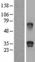 FSTL3 / FLRG Protein - Western validation with an anti-DDK antibody * L: Control HEK293 lysate R: Over-expression lysate