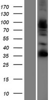 FSTL4 Protein - Western validation with an anti-DDK antibody * L: Control HEK293 lysate R: Over-expression lysate