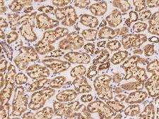 FSTL5 Antibody - Immunochemical staining of human FSTL5 in human kidney with rabbit polyclonal antibody at 1:500 dilution, formalin-fixed paraffin embedded sections.
