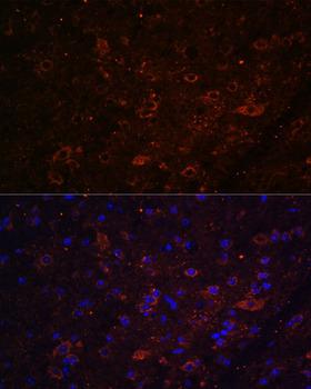 FSTL5 Antibody - Immunofluorescence analysis of Mouse brain using FSTL5 Polyclonal Antibody at dilution of 1:100.Blue: DAPI for nuclear staining.
