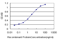 FTCD / 58K Golgi Protein Antibody - Detection limit for recombinant GST tagged FTCD is approximately 0.03 ng/ml as a capture antibody.