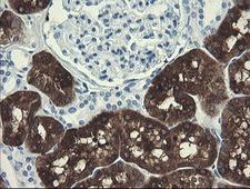 FTCD / 58K Golgi Protein Antibody - IHC of paraffin-embedded Human Kidney tissue using anti-FTCD mouse monoclonal antibody.