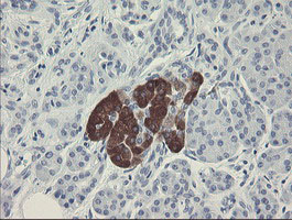 FTCD / 58K Golgi Protein Antibody - IHC of paraffin-embedded Human pancreas tissue using anti-FTCD mouse monoclonal antibody.