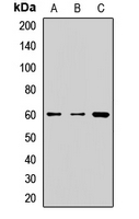 FTCD / 58K Golgi Protein Antibody