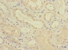 FTCD / 58K Golgi Protein Antibody - Immunohistochemistry of paraffin-embedded human kidney tissue at dilution 1:100