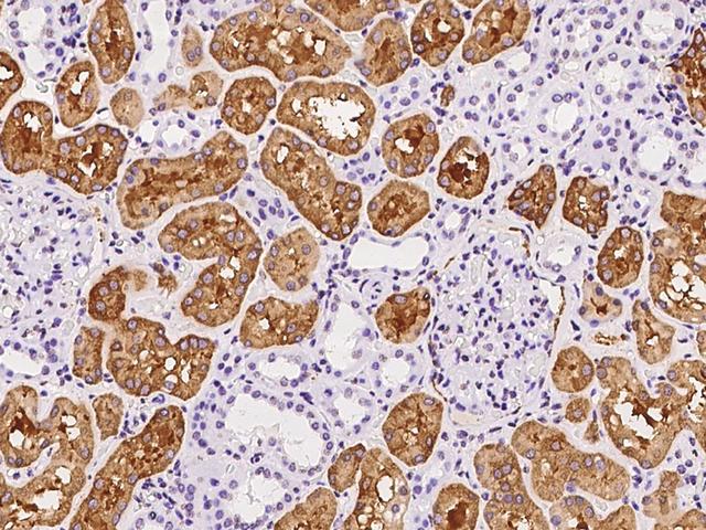FTCD / 58K Golgi Protein Antibody - Immunochemical staining of human FTCD in human kidney with rabbit polyclonal antibody at 1:100 dilution, formalin-fixed paraffin embedded sections.