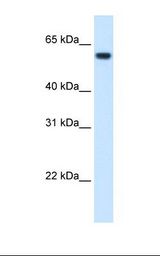 FTCD / 58K Golgi Protein Antibody - Fetal liver cell lysate. Antibody concentration: 1.25 ug/ml. Gel concentration: 12%.  This image was taken for the unconjugated form of this product. Other forms have not been tested.
