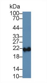 FTH1 / Ferritin Heavy Chain Antibody - Western Blot; Sample: Porcine Liver lysate; Primary Ab: 5µg/ml Rabbit Anti-Porcine FTH Antibody Second Ab: 0.2µg/mL HRP-Linked Caprine Anti-Rabbit IgG Polyclonal Antibody