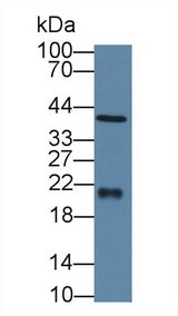 FTH1 / Ferritin Heavy Chain Antibody - Western Blot; Sample: Human Jurkat cell lysate; Primary Ab: 2µg/ml Rabbit Anti-Human FTH Antibody Second Ab: 0.2µg/mL HRP-Linked Caprine Anti-Rabbit IgG Polyclonal Antibody