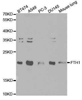 FTH1 / Ferritin Heavy Chain Antibody - Western blot analysis of extracts of various cell lines, using FTH1 antibody at 1:1000 dilution. The secondary antibody used was an HRP Goat Anti-Rabbit IgG (H+L) at 1:10000 dilution. Lysates were loaded 25ug per lane and 3% nonfat dry milk in TBST was used for blocking.