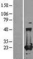 FTH1 / Ferritin Heavy Chain Protein - Western validation with an anti-DDK antibody * L: Control HEK293 lysate R: Over-expression lysate