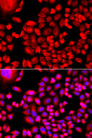 FTHFSDC1 / MTHFD1L Antibody - Immunofluorescence analysis of A549 cells.