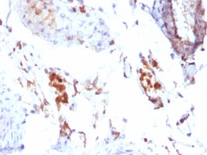 FTL / Ferritin Light Chain Antibody -  This image was taken for the unmodified form of this product. Other forms have not been tested.