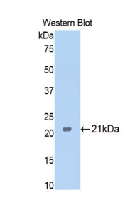 FTMT / MTF Antibody - Western blot of recombinant FTMT / MTF.  This image was taken for the unconjugated form of this product. Other forms have not been tested.