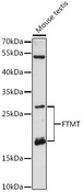 FTMT / MTF Antibody - Western blot analysis of extracts of mouse testis, using FTMT antibody at 1:3000 dilution. The secondary antibody used was an HRP Goat Anti-Rabbit IgG (H+L) at 1:10000 dilution. Lysates were loaded 25ug per lane and 3% nonfat dry milk in TBST was used for blocking. An ECL Kit was used for detection and the exposure time was 60s.