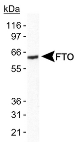 FTO Antibody - Detection of FTO in human brain lysate.  This image was taken for the unconjugated form of this product. Other forms have not been tested.