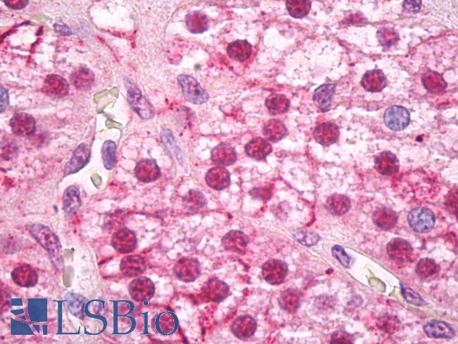 FTO Antibody - Anti-FTO antibody IHC of human adrenal cortex. Immunohistochemistry of formalin-fixed, paraffin-embedded tissue after heat-induced antigen retrieval. Antibody dilution 5 ug/ml.  This image was taken for the unconjugated form of this product. Other forms have not been tested.