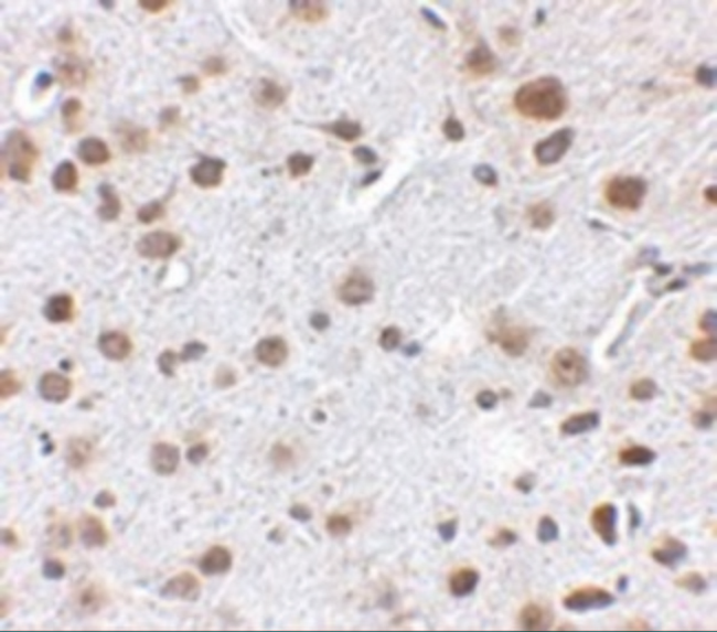 FTO Antibody - Immunohistochemistry of FTO in mouse brain tissue with FTO antibody at 2.5 ug/mL.