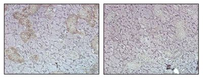 FTO Antibody - Immunohistochemical staining (cytoplasmic) of mouse tissue using anti-FTO (mouse), pAb at 1:500 dilution. . Immunoperoxidase staining of formalin-fixed, paraffin-embedded mouse salivary gland in the presence of control peptide (left) or blocking peptide (right) (200x, brown color).
