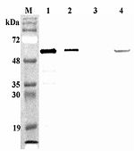 FTO Antibody - Western blot analysis of mouse FTO using anti-FTO (mouse), pAb at 1:4,000 dilution. 1. Recombinant mouse FTO (His-tagged) (100ng). 2. Recombinant human FTO (His-tagged) (100ng). 3. Recombinant hFGF19 (His-tagged) (Negative control) (100ng). 4. Mouse Liver tissue lysate (500 ug).