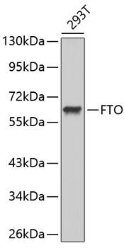 FTO Antibody - Western blot analysis of extracts of 293T cells using FTO Polyclonal Antibody.