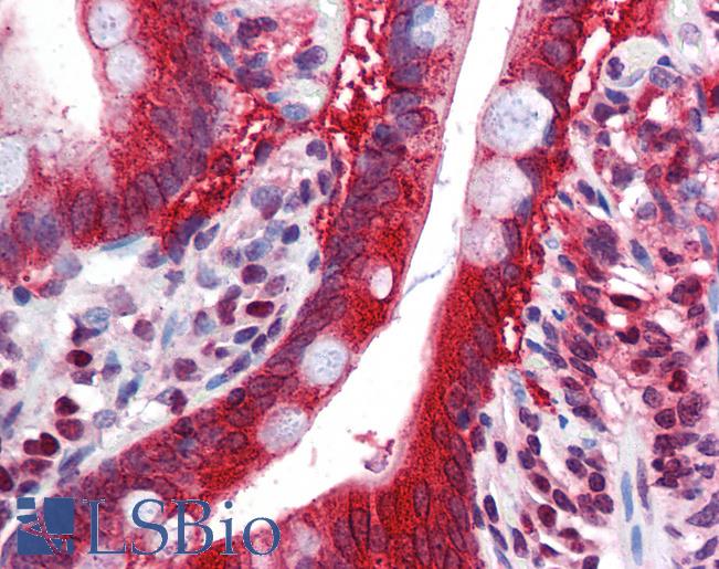 FTO Antibody - Anti-FTO antibody IHC of human small intestine. Immunohistochemistry of formalin-fixed, paraffin-embedded tissue after heat-induced antigen retrieval. Antibody concentration 5 ug/ml.  This image was taken for the unconjugated form of this product. Other forms have not been tested.