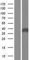 FTSJ1 Protein - Western validation with an anti-DDK antibody * L: Control HEK293 lysate R: Over-expression lysate