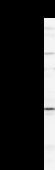 FTSJ2 Antibody - Detection of human FTSJ2 by Western blot. Samples: Whole cell lysate (25 ug) from HEK293 cells. Predicted molecular weight: 27 kDa