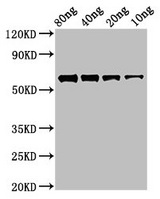 FtsZ Antibody - Positive Western Blot detected in Recombinant protein All lanes ftsZ antibody at 2.7 µg/ml Secondary Goat polyclonal to rabbit IgG at 1/50000 dilution. Predicted band size: 58 KDa. Observed band size: 58 KDa