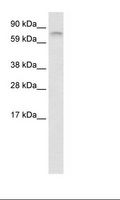 FUBP1 Antibody - Fetal Brain Lysate.  This image was taken for the unconjugated form of this product. Other forms have not been tested.