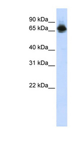 FUBP1 Antibody - FUBP1 antibody Western blot of HepG2 cell lysate. This image was taken for the unconjugated form of this product. Other forms have not been tested.