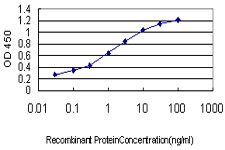 FUBP1 Antibody - Detection limit for recombinant GST tagged FUBP1 is approximately 0.03 ng/ml as a capture antibody.
