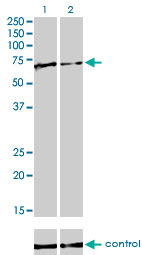 FUBP1 Antibody - Western blot of FUBP1 over-expressed 293 cell line, cotransfected with FUBP1 Validated Chimera RNAi (Lane 2) or non-transfected control (Lane 1). Blot probed with FUBP1 monoclonal antibody, clone 3H4. GAPDH ( 36.1 kD ) used as specificity.