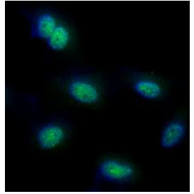 FUBP1 Antibody - ICC/IF analysis of FUBP1 in HeLa cells line, stained with DAPI (Blue) for nucleus staining and monoclonal anti-human FUBP1 antibody (1:100) with goat anti-mouse IgG-Alexa fluor 488 conjugate (Green).