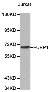FUBP1 Antibody - Western blot analysis of extracts of Jurkat cells.