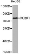 FUBP1 Antibody - Western blot analysis of extracts of HepG2 cells, using FUBP1 antibody at 1:1000 dilution. The secondary antibody used was an HRP Goat Anti-Rabbit IgG (H+L) at 1:10000 dilution. Lysates were loaded 25ug per lane and 3% nonfat dry milk in TBST was used for blocking. An ECL Kit was used for detection and the exposure time was 90s.