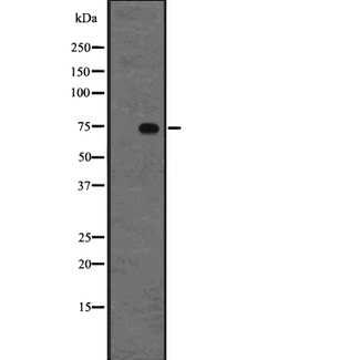 FUBP1 Antibody - Western blot analysis FUBP1 using 293 whole cells lysates