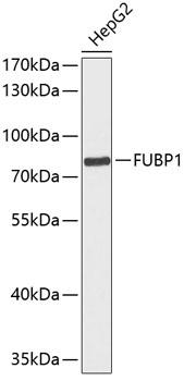FUBP1 Antibody - Western blot analysis of extracts of HepG2 cells using FUBP1 Polyclonal Antibody at dilution of 1:1000.