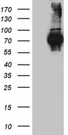FUBP3 Antibody - HEK293T cells were transfected with the pCMV6-ENTRY control. (Left lane) or pCMV6-ENTRY FUBP3. (Right lane) cDNA for 48 hrs and lysed