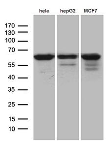 FUBP3 Antibody - Western blot analysis of extracts. (35ug) from 3 cell lines by using anti-FUBP3 monoclonal antibody. (1:500)