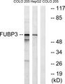 FUBP3 Antibody - Western blot analysis of lysates from COLO and HepG2 cells, using FUBP3 Antibody. The lane on the right is blocked with the synthesized peptide.