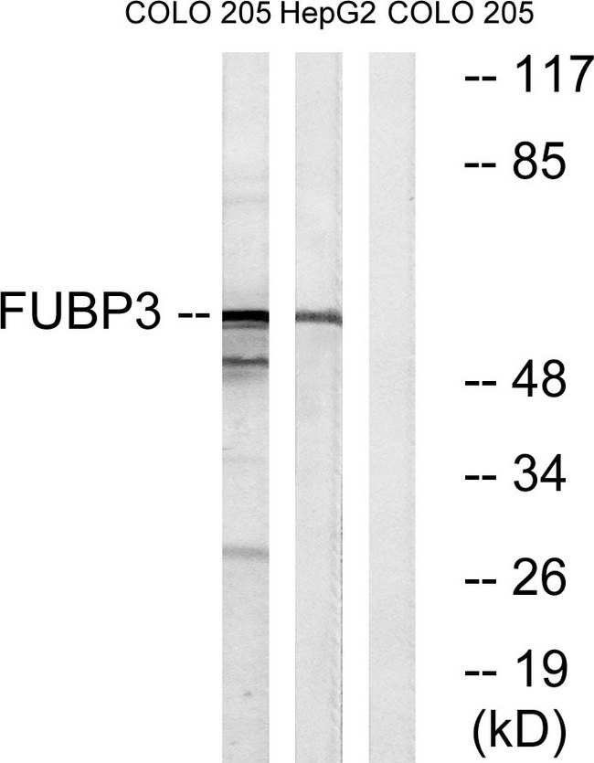 FUBP3 Antibody - Western blot analysis of lysates from COLO and HepG2 cells, using FUBP3 Antibody. The lane on the right is blocked with the synthesized peptide.